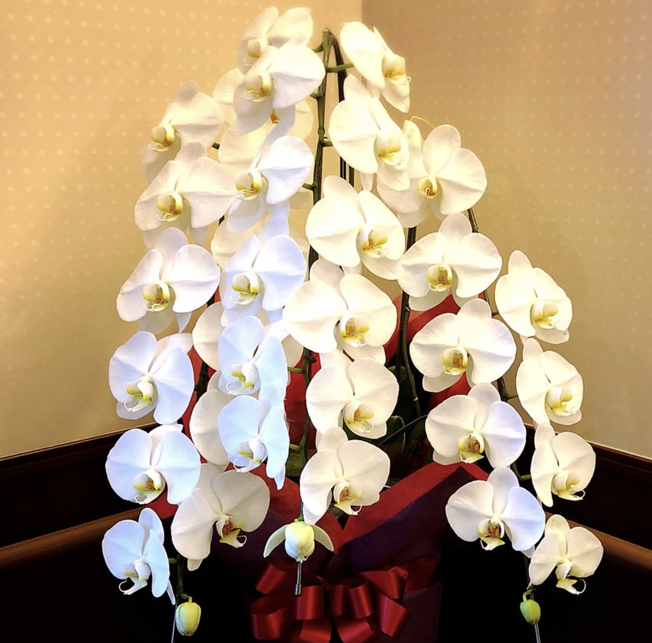 占い師牡丹のお気に入り写真2